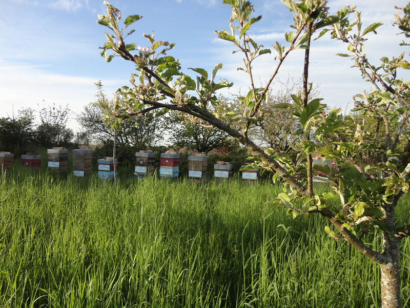 La ruche Droiras Champilot